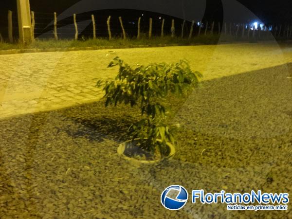 Moradores realizaram plantio de árvores no Conjunto Filadelfo Freire de Castro.(Imagem:FlorianoNews)