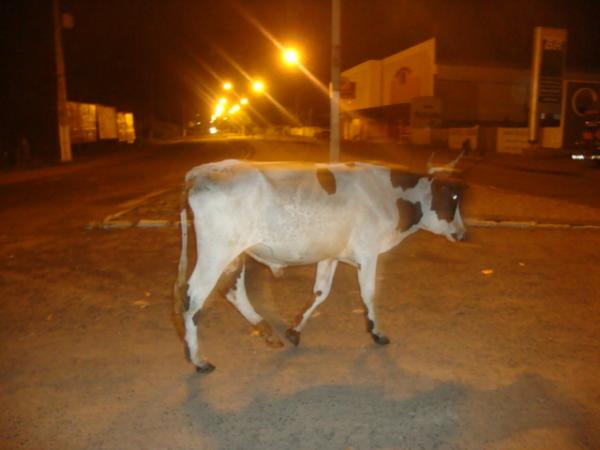 Flagra: Vaca nas ruas do centro de Floriano(Imagem:redação)