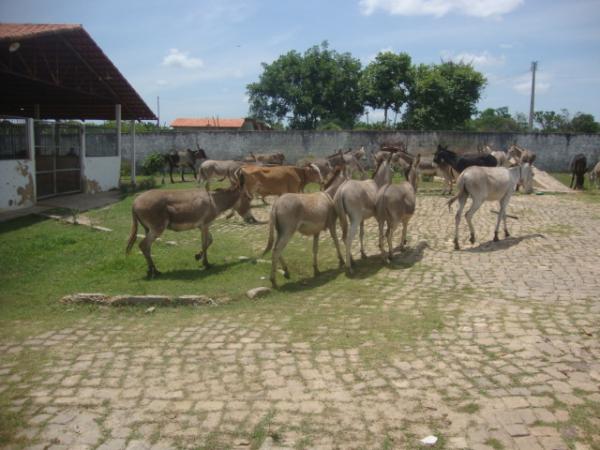 PRF apreende animais soltos na região de Floriano.(Imagem:FlorianoNews)