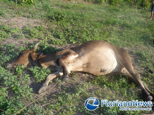 Animais invadem pista e causam acidente na BR-343 em Floriano.(Imagem:FlorianoNews)