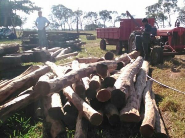 No Piauí, 90 produtores de carvão foram autuados.(Imagem:Polícia Militar de Meio Ambiente/Divulgação)