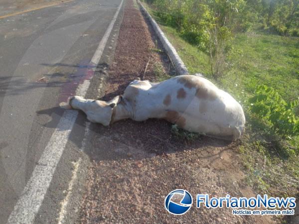 Animais invadem pista e causam acidente na BR-343 em Floriano.(Imagem:FlorianoNews)
