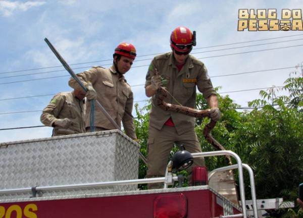 Jiboia de 2 metros aparece em árvore e assusta moradores.(Imagem:Blog do Pessoa)