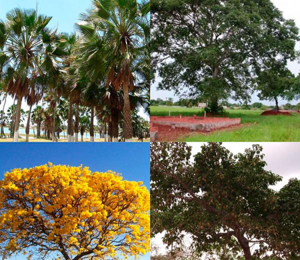 Pesquisa quer descobrir qual árvore é símbolo do Piauí.(Imagem:Divulgação)