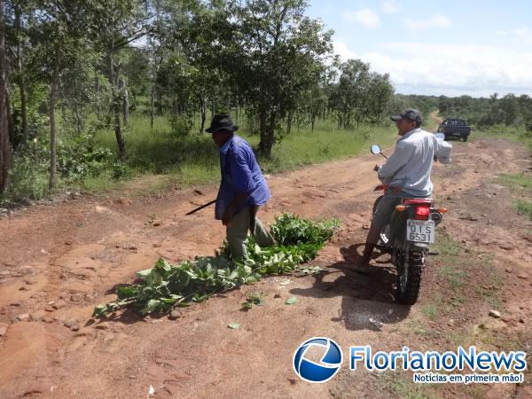 Moradores da localidade Bom Jardim tapam buracos em estrada.(Imagem:FlorianoNews)