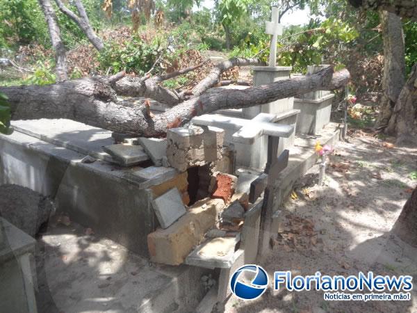 Árvore cai destruindo túmulos em cemitério da zona rural de Floriano.(Imagem:FlorianoNews)