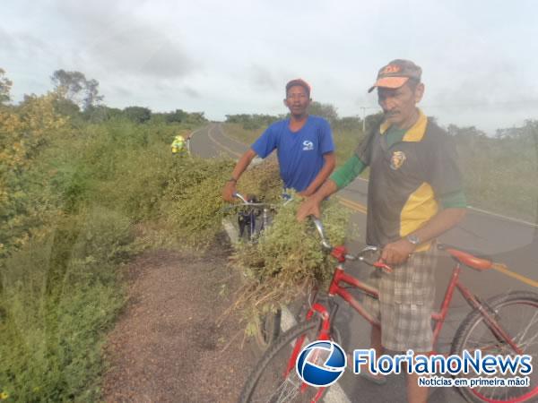 Florianenses mantém tradição de colher Alecrim na Sexta-feira Santa.(Imagem:FlorianoNews)