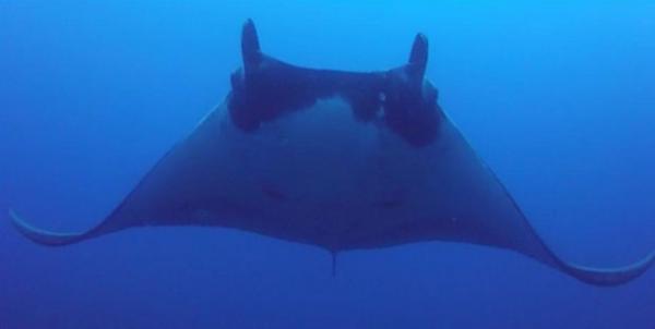 Exemplar de raia-manta que foi atingido por pedaço de rede de pesca. É possível ver resultado do ferimento ao lado do olho direito do animal.(Imagem:Divulgação/Thomaz Monteiro)