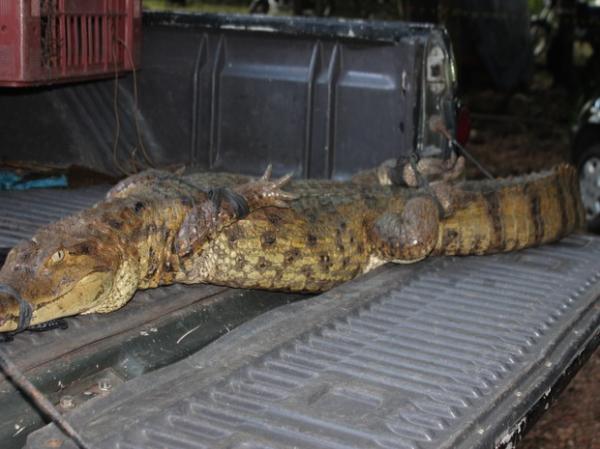 Jacaré do papo amarelo está ameaçado de extinção no Brasil.(Imagem:Gustavo Almeida/G1)