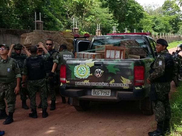 Apreensão de 28 pássaros foi realizada na zona rural de Teresina.(Imagem:Divulgação/PM)