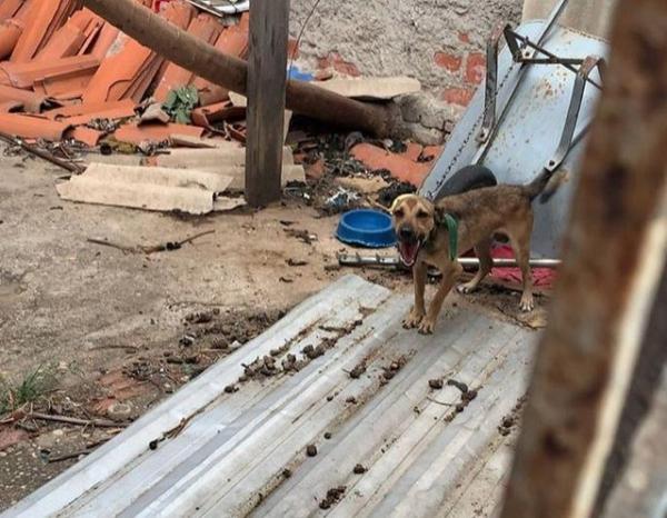 Salvador, cãozinho que sofria maus-tratos, foi resgatado pela Polícia Civil. (Imagem:Divulgação/Polícia Civil)