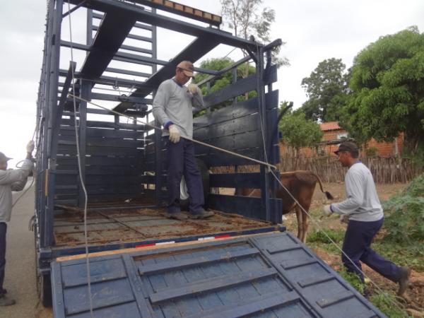 PRF apreende animais soltos às margens das rodovias em Floriano.(Imagem:FlorianoNews)