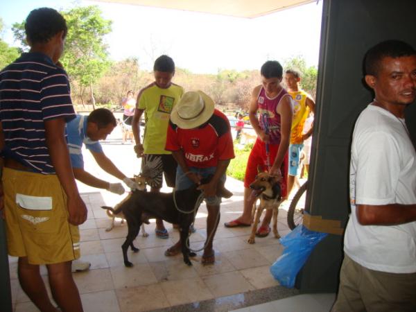 Vacinando um cachorro(Imagem:Amarelinho)