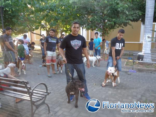 1º Encontro Nacional de Pitbulls é realizado em Floriano.(Imagem:FlorianoNews)