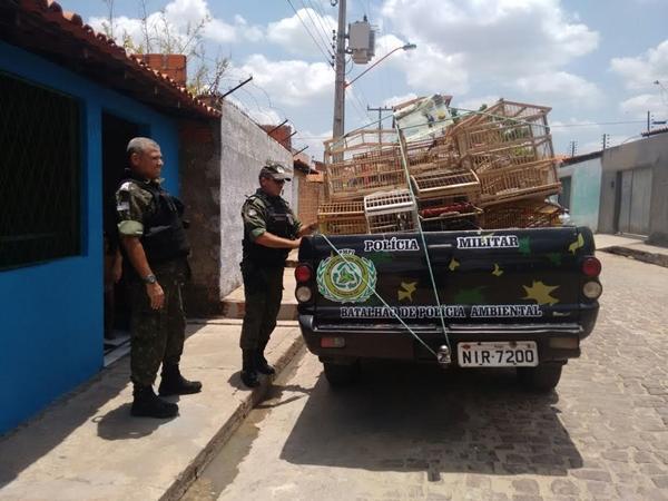 Pássaros silvestres são encontrados pela polícia ambiental dentro de residência em Teresina.(Imagem: Divulgação/PM)