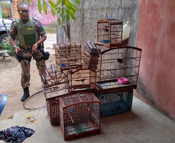 Aves silvestres são apreendidas em Parnaíba.(Imagem:Divulgação/Polícia Ambiental)