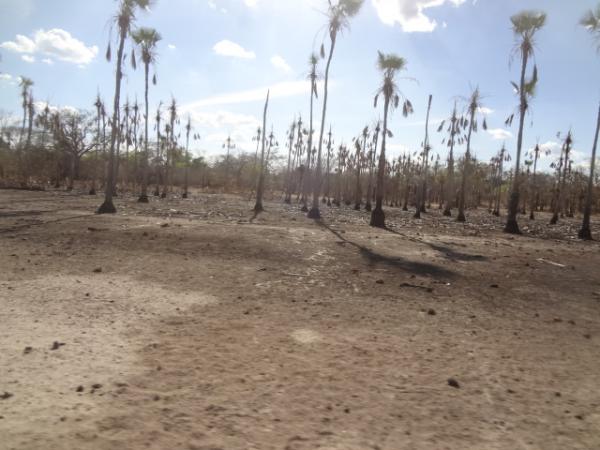 Seca mata animais na zona rural de Floriano.(Imagem:FlorianoNews)