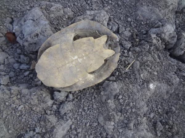 Seca mata animais na zona rural de Floriano.(Imagem:FlorianoNews)