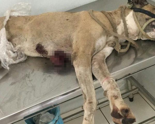 Cão é resgatado em boca de fumo após ser esfaqueado.(Imagem:Cidadeverde.com)