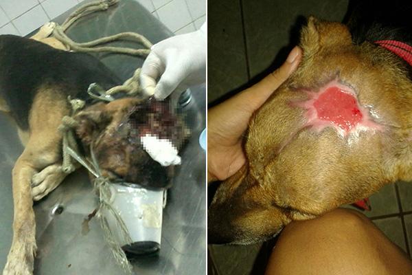 Polícia encaminha à Justiça caso de maus-tratos a cão no Piauí.(Imagem:Cidadeverde.com)