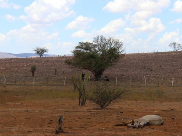 Seca castiga o Piauí(Imagem:Patrícia Andrade/G1)