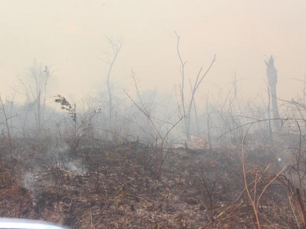 Vegetação devastada pelo fogo em Teresina.(Imagem:Ellyo Teixeira/G1)