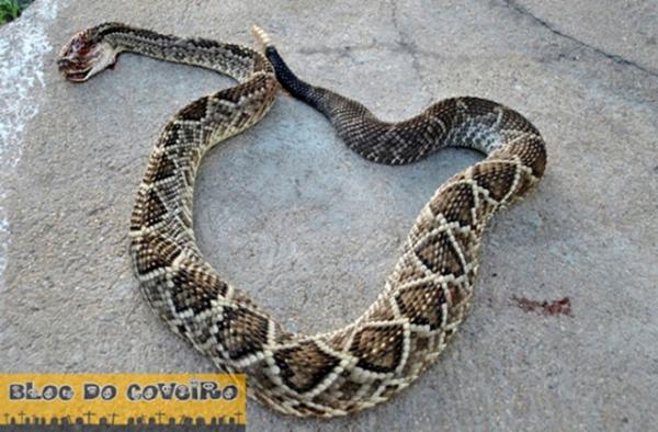 Cobra cascavel (Imagem:Blog do Coveiro)