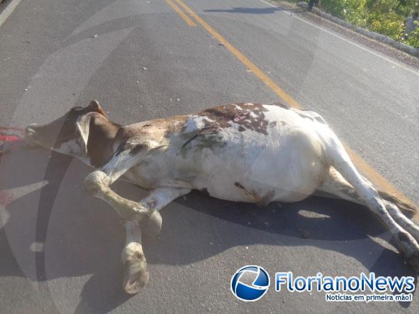 Animais invadem pista e causam acidente na BR-343 em Floriano.(Imagem:FlorianoNews)