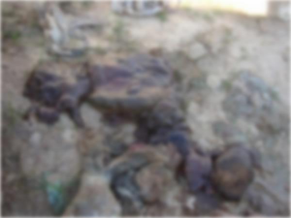 Restos mortais são encontrados no cemitério de Barão de Grajaú.(Imagem:FlorianoNews)