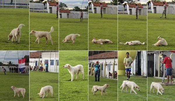 Vira-lata invade semifinal, posa para fotos e traz azar ao time da casa.(Imagem:Josiel Martins )