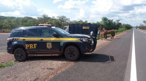 PRF inicia operação de apreensão de animais em todo o estado do Piauí(Imagem:Divulgação/PRF)