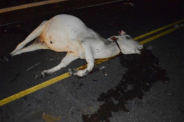 Acidente envolvendo carro, caminhão e animal, tira a vida de jovem em Buriti dos Lopes.(Imagem:Portal Boca do Povo)