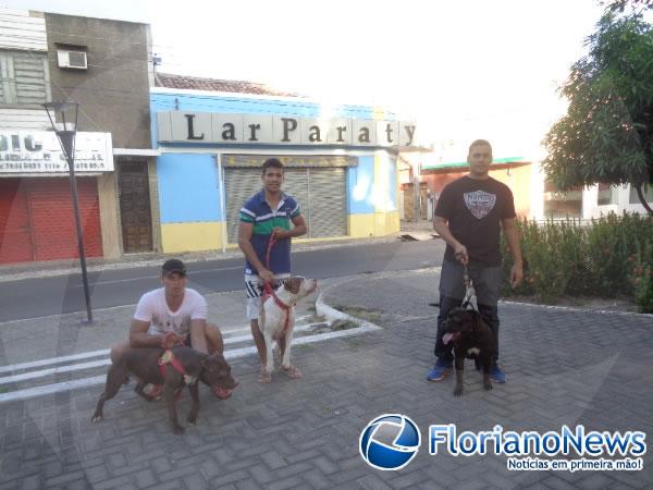 1º Encontro Nacional de Pitbulls é realizado em Floriano.(Imagem:FlorianoNews)