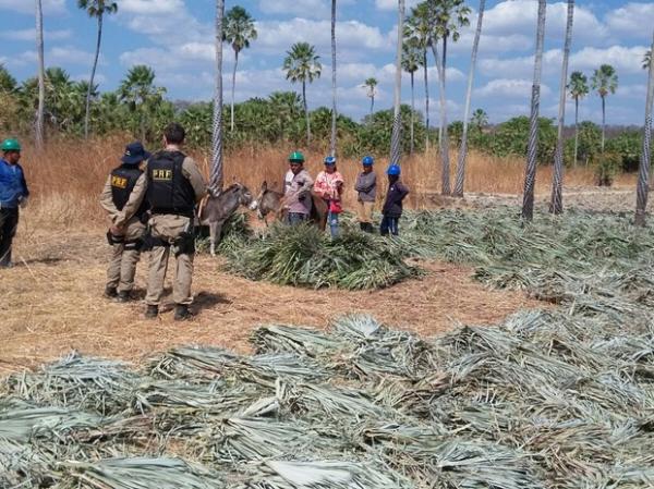 Trabalhadores foram achados em condições degradantes em municípios do Piauí.(Imagem:Divulgação/PRF)