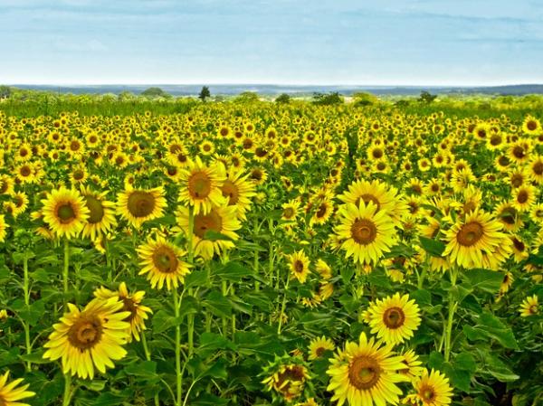 Girassol plantado pelo agricultor Washington em Gilbu&eacute;s.(Imagem:Fabriciano Corado/arquivo pessoal)