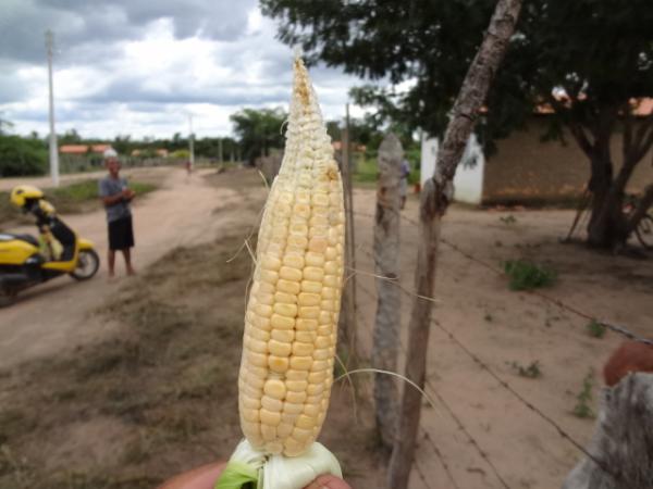 Falta prolongada de chuva compromete a agricultura.(Imagem:FlorianoNews)