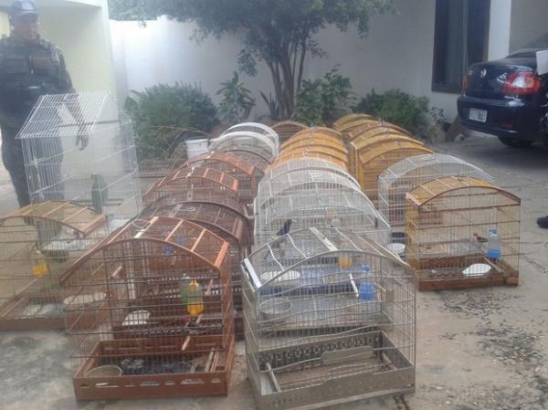 Polícia Ambiental apreendeu 33 pássaros silvestres no Piauí.(Imagem:Divulgação/PM)