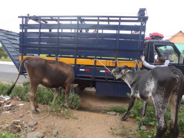 PRF apreende animais soltos às margens das rodovias em Floriano.(Imagem:FlorianoNews)