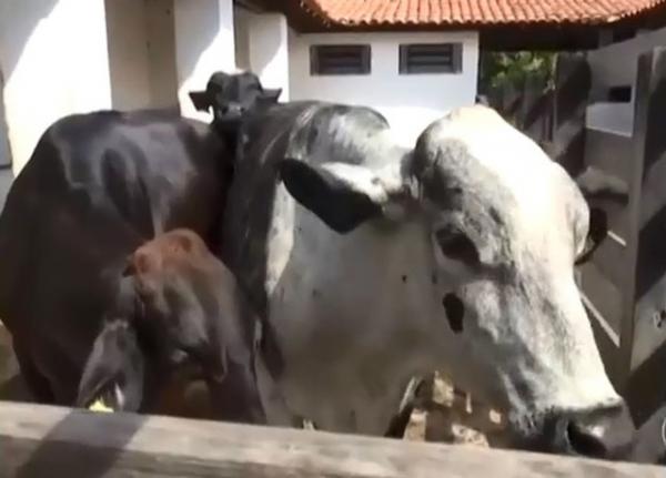 As vacas Fantasia, Margarida e Coração são as doadoras de material genético.(Imagem:Reprodução/ TV Clube)