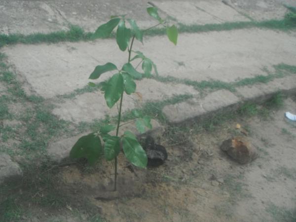 Voluntários realizam plantio de árvores na Avenida Fauzer Bucar.(Imagem:FlorianoNews)