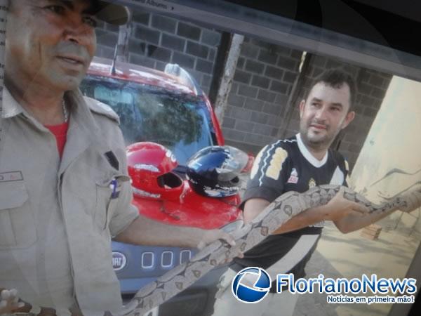 Cobra com mais de dois metros é capturada em via pública em Barão de Grajaú.(Imagem:FlorianoNews)