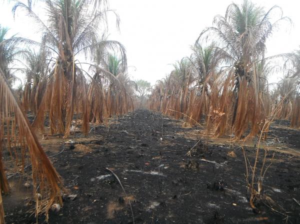 Incêndio atingiu plantação de coco na localidade Morrinhos.(Imagem:FlorianoNews)