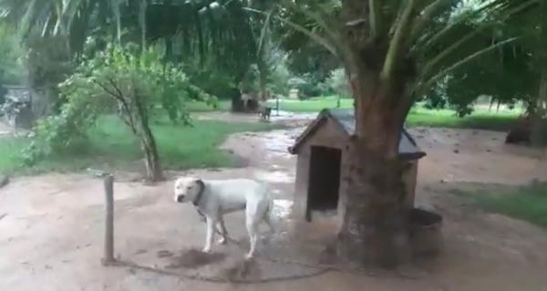 Animais foram encontrados por policiais em Itu(Imagem:Reprodução)