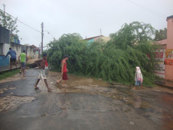 Árvore na Rua 7 de Setembro foi derrubada pela força da chuva(Imagem:redação)