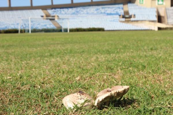 Fungos se espalham pelo gramado que nunca foi trocado desde 1973.(Imagem:Renan Morais/GloboEsporte.com)