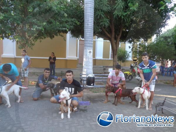 1º Encontro Nacional de Pitbulls é realizado em Floriano.(Imagem:FlorianoNews)