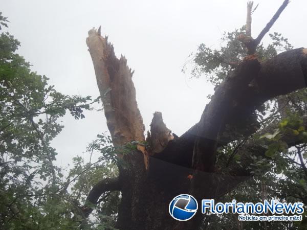  Raio atinge árvore e danifica residências em Floriano.(Imagem:FlorianoNews)