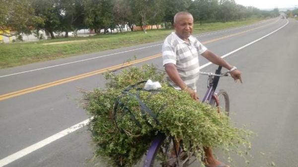 Florianenses mantém tradição de colher Alecrim na Sexta-feira Santa(Imagem:FlorianoNews)