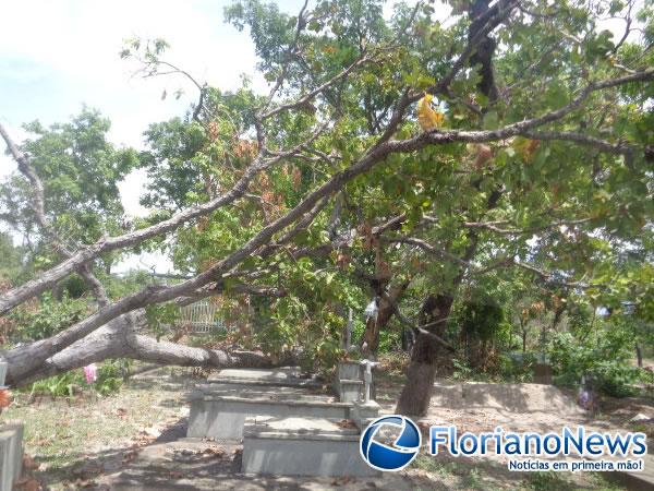 Árvore cai destruindo túmulos em cemitério da zona rural de Floriano.(Imagem:FlorianoNews)