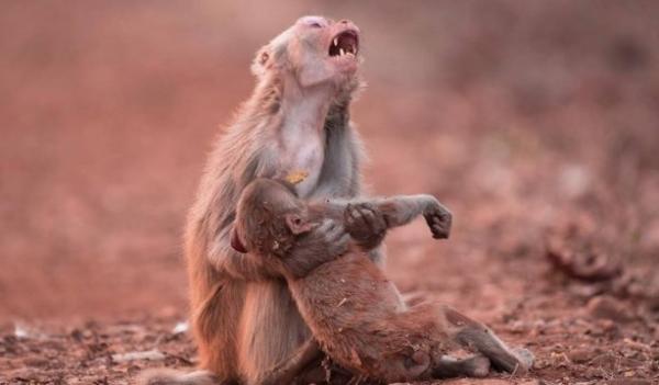 Macaca parece chorar ao ver filhote inconsciente(Imagem:Avinash Lodhi)
